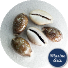 Cowrie - Pacific Deer 4-6cm